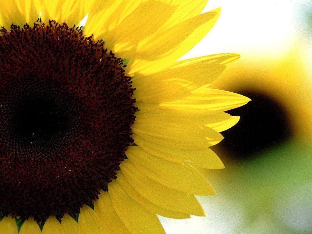 1030x770 Sunflower Wallpaper, Desktop