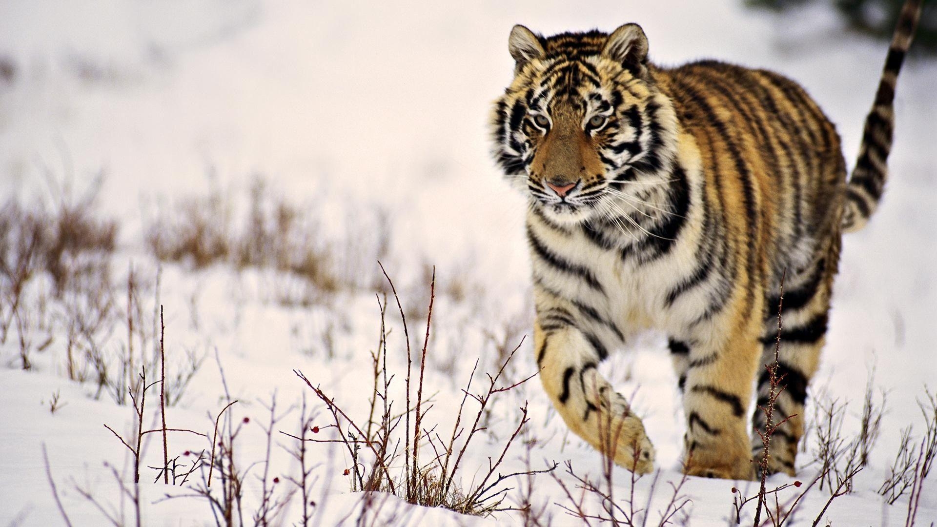 1920x1080 Snow Tiger HD Wallpaperx1080, Desktop