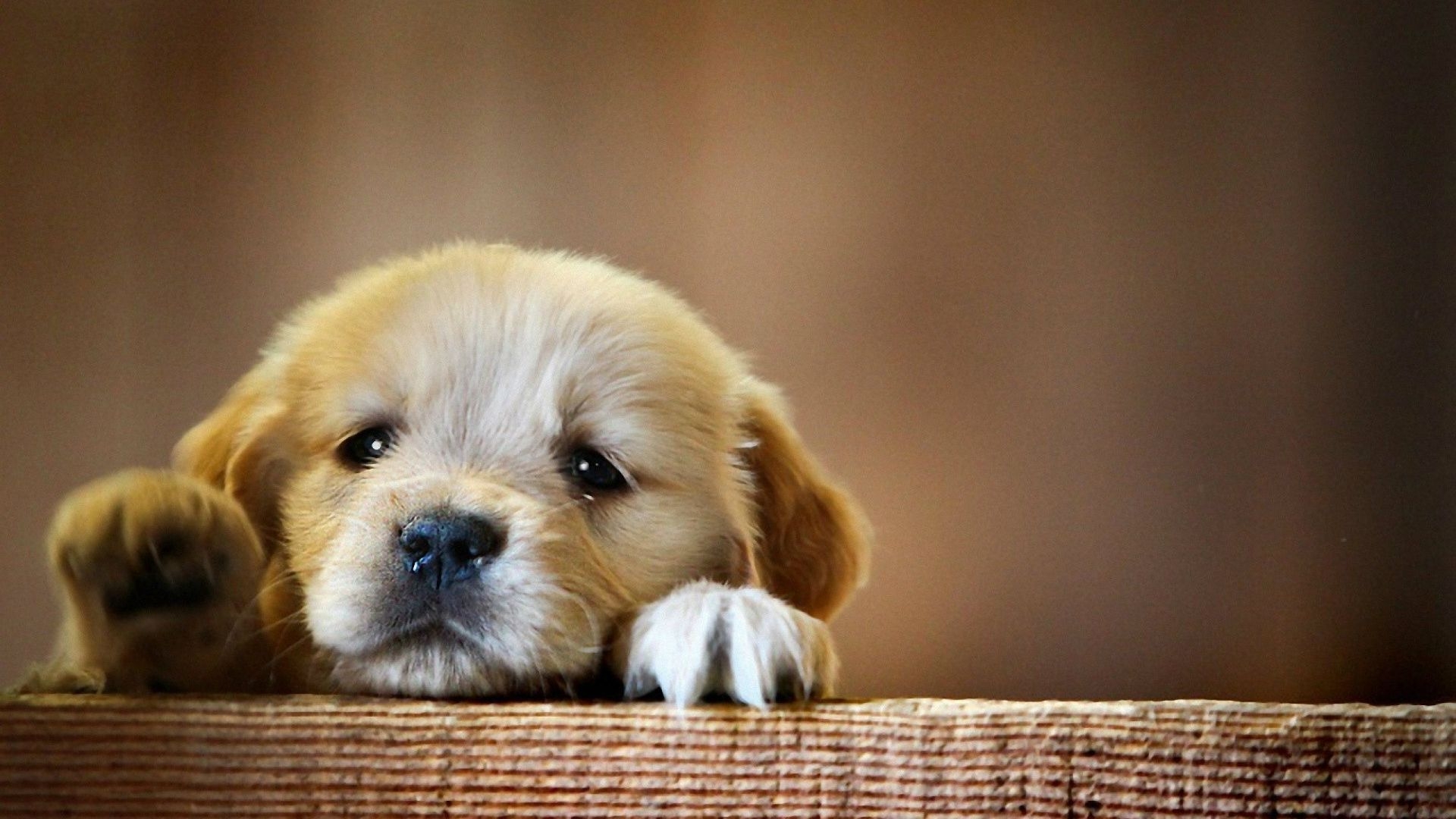 1920x1080 Free download 50 Cute Dogs Wallpaper Dog Puppy Desktop Wallpaper, Desktop