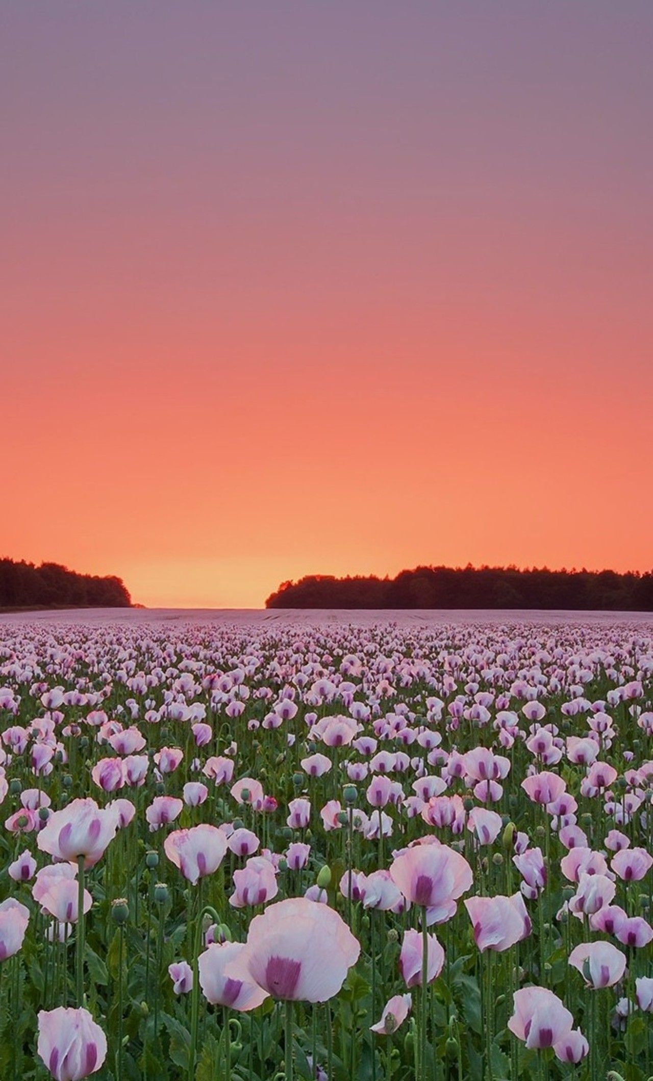 1280x2120 Poppy Flowers Field iPhone HD 4k Wallpaper, Image, Phone