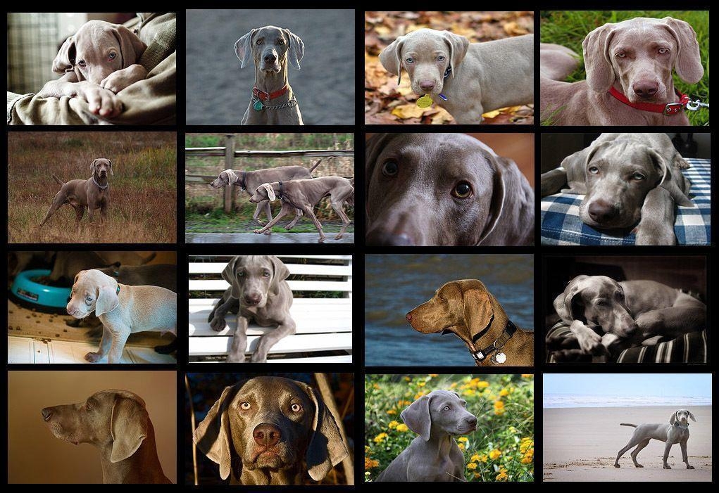 1030x710 Weimaraner Wallpaper and Picture Items, Desktop