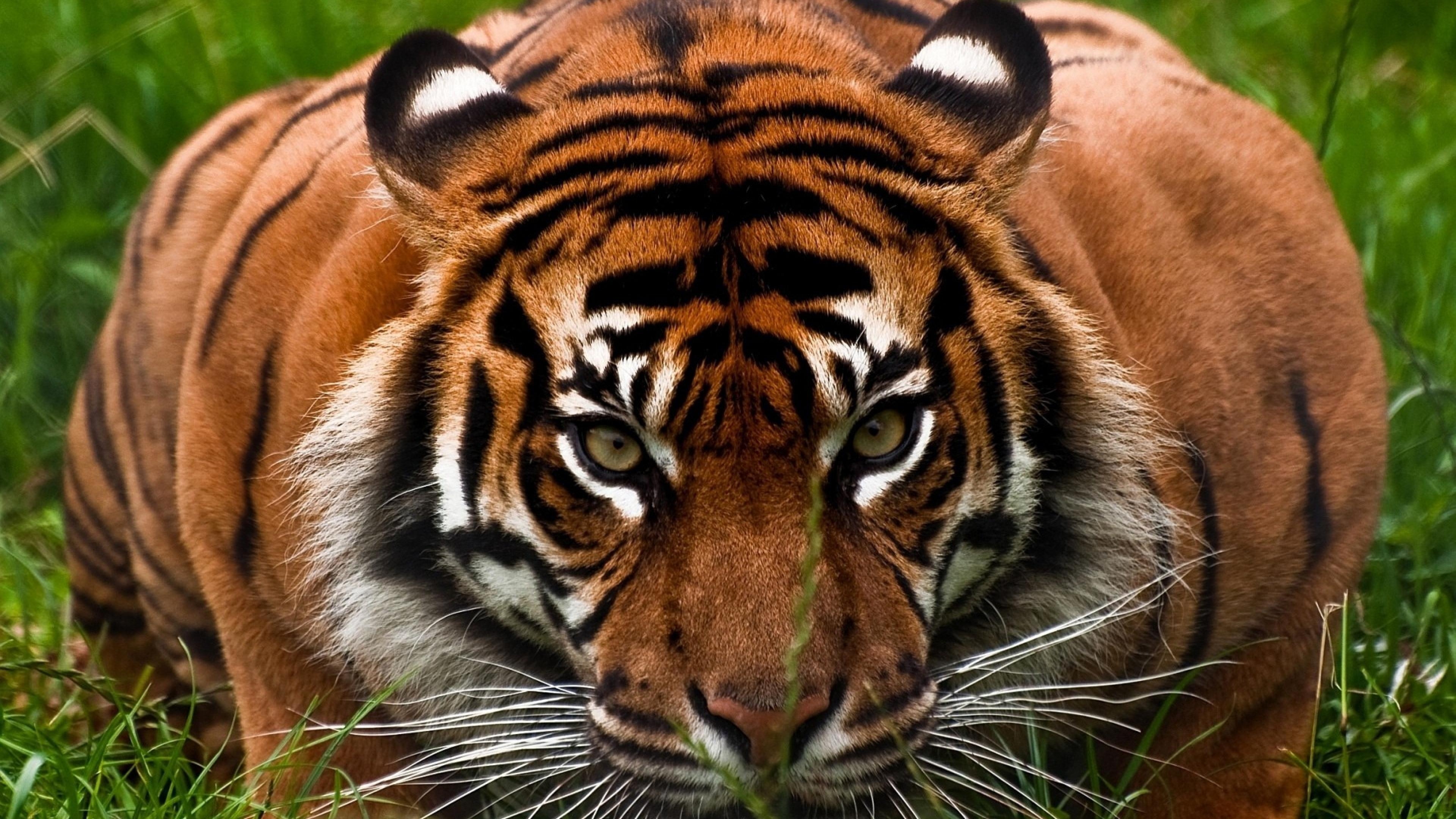 3840x2160 4K Ultra HD Tiger Wallpaper HD, Desktop Background, Desktop