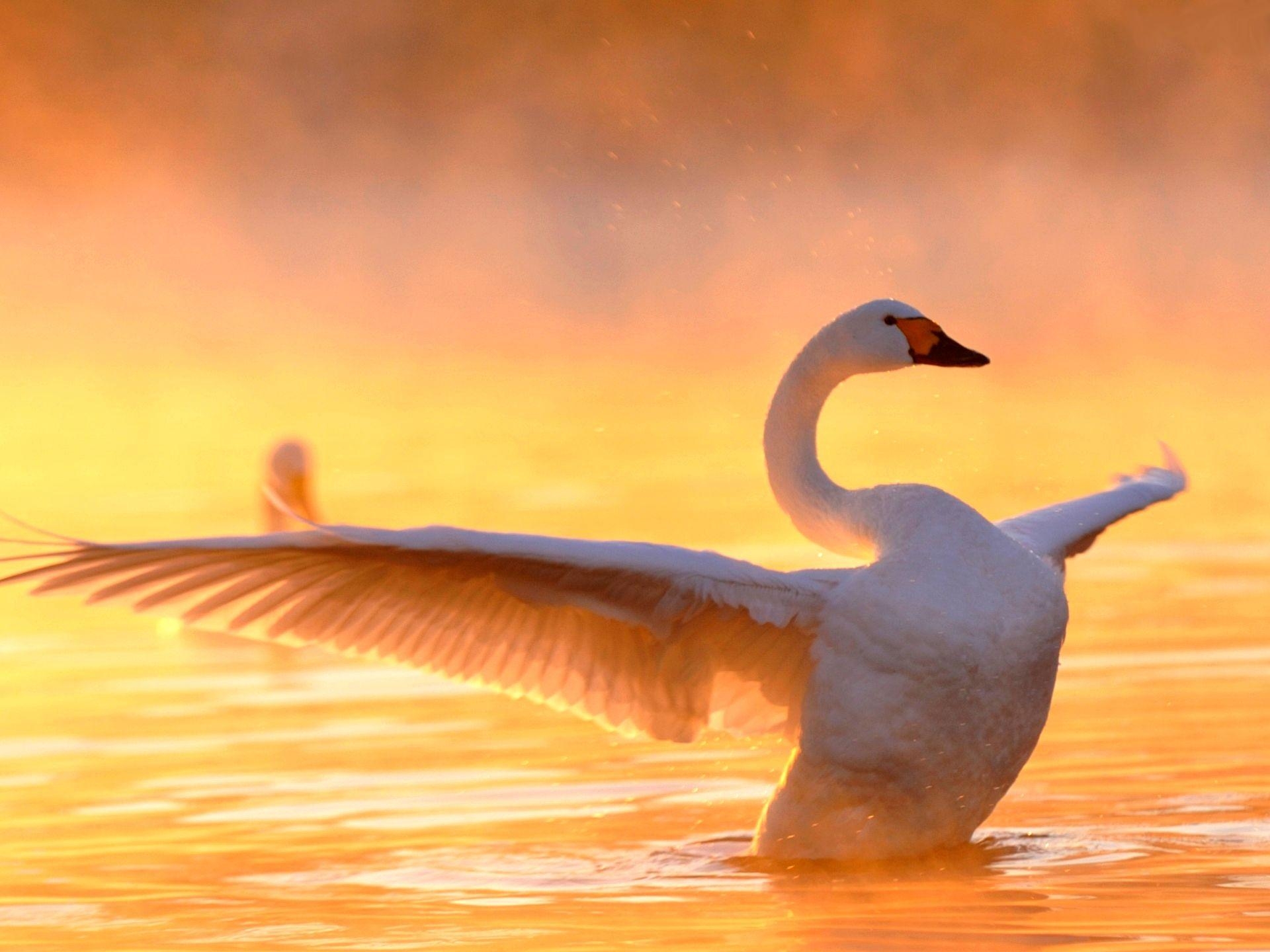 1920x1440 beautiful swan wallpaper. BEAUTIFUL SWAN wallpaper. BEAUTIFUL, Desktop