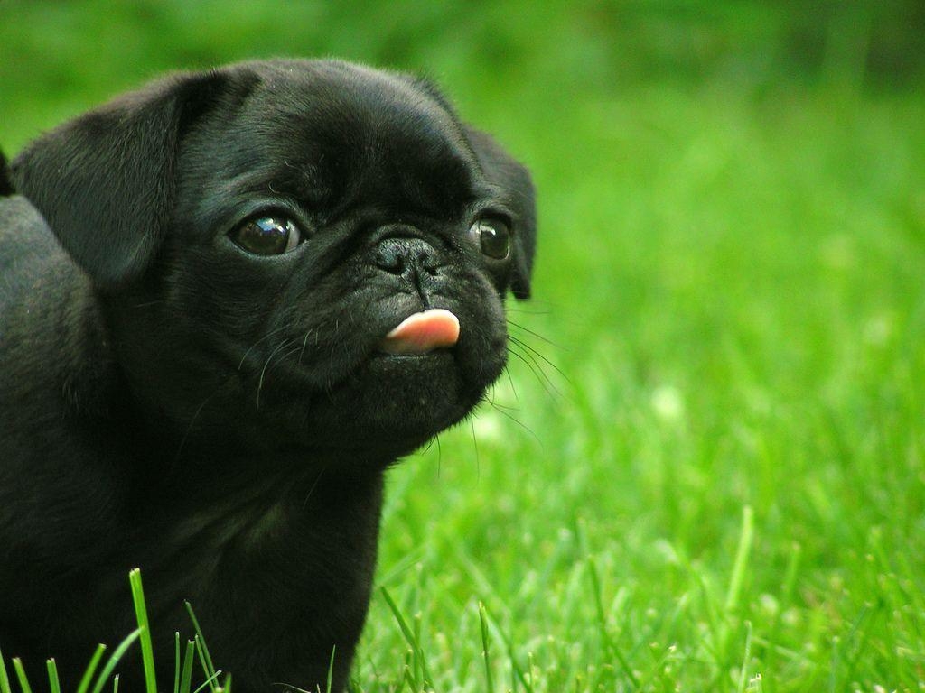 1030x770 Cute Pug Puppies Wallpaper, Desktop