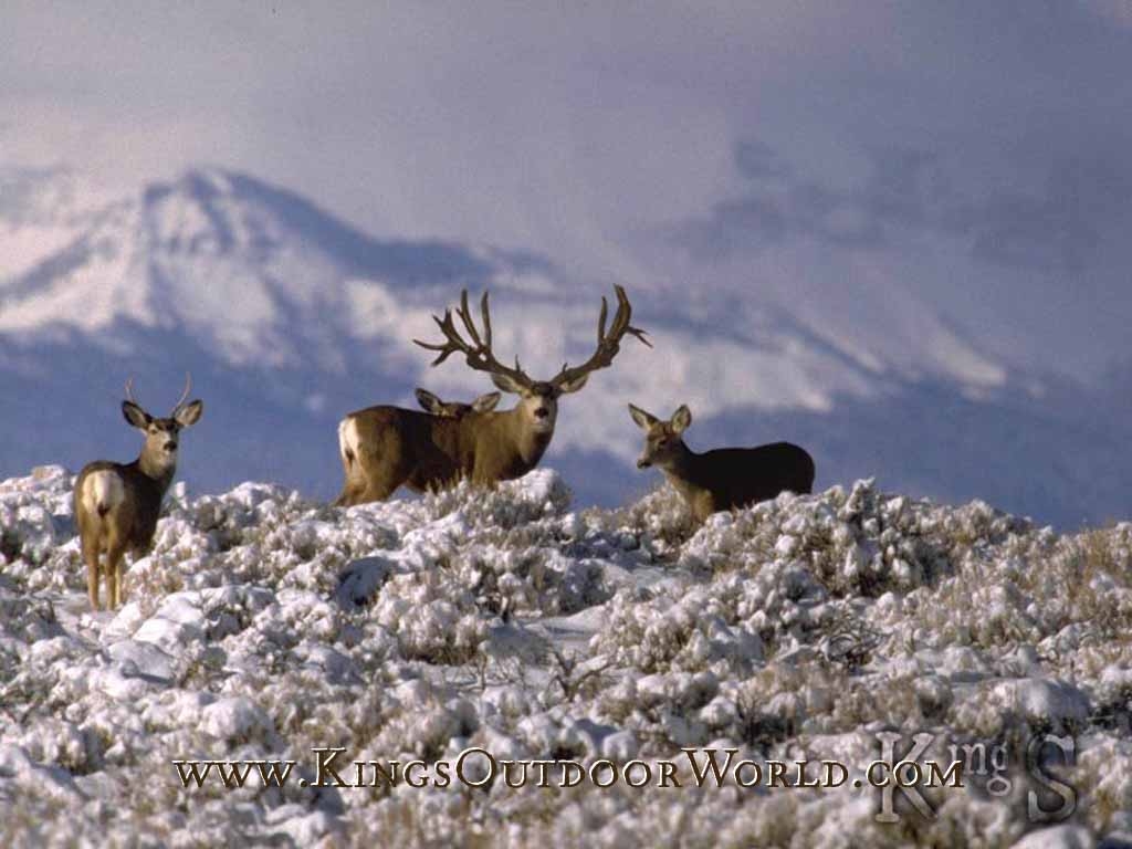 1030x770 Animals For > Mule Deer Wallpaper, Desktop