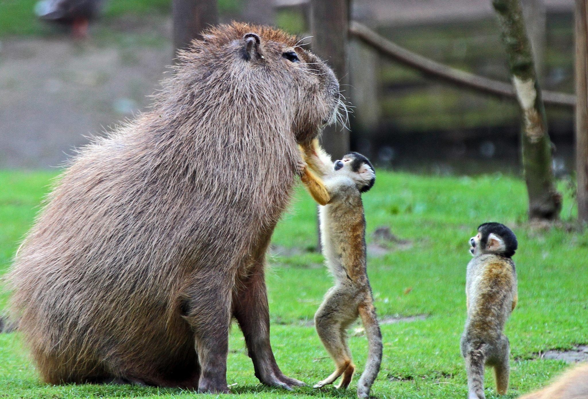 2050x1400 capybara, Desktop