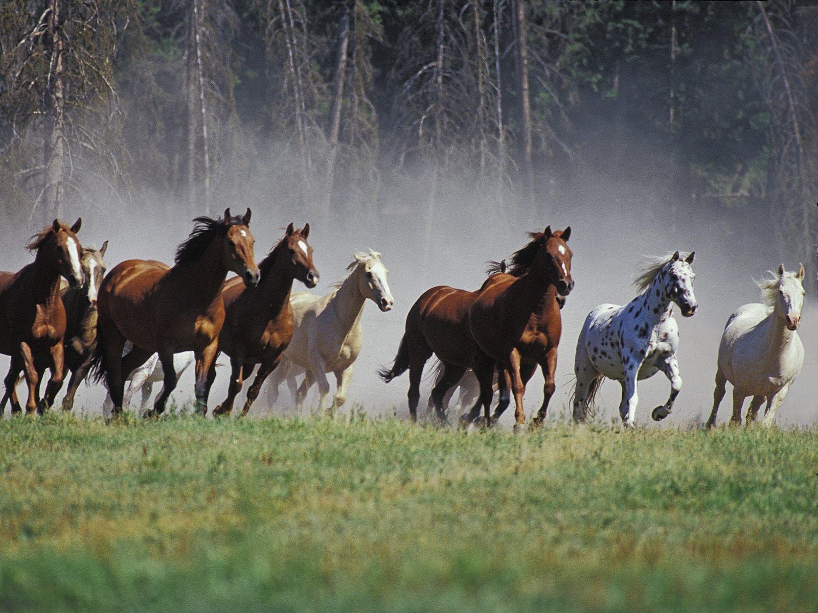 1600x1200 Wild horses free desktop background wallpaper image, Desktop