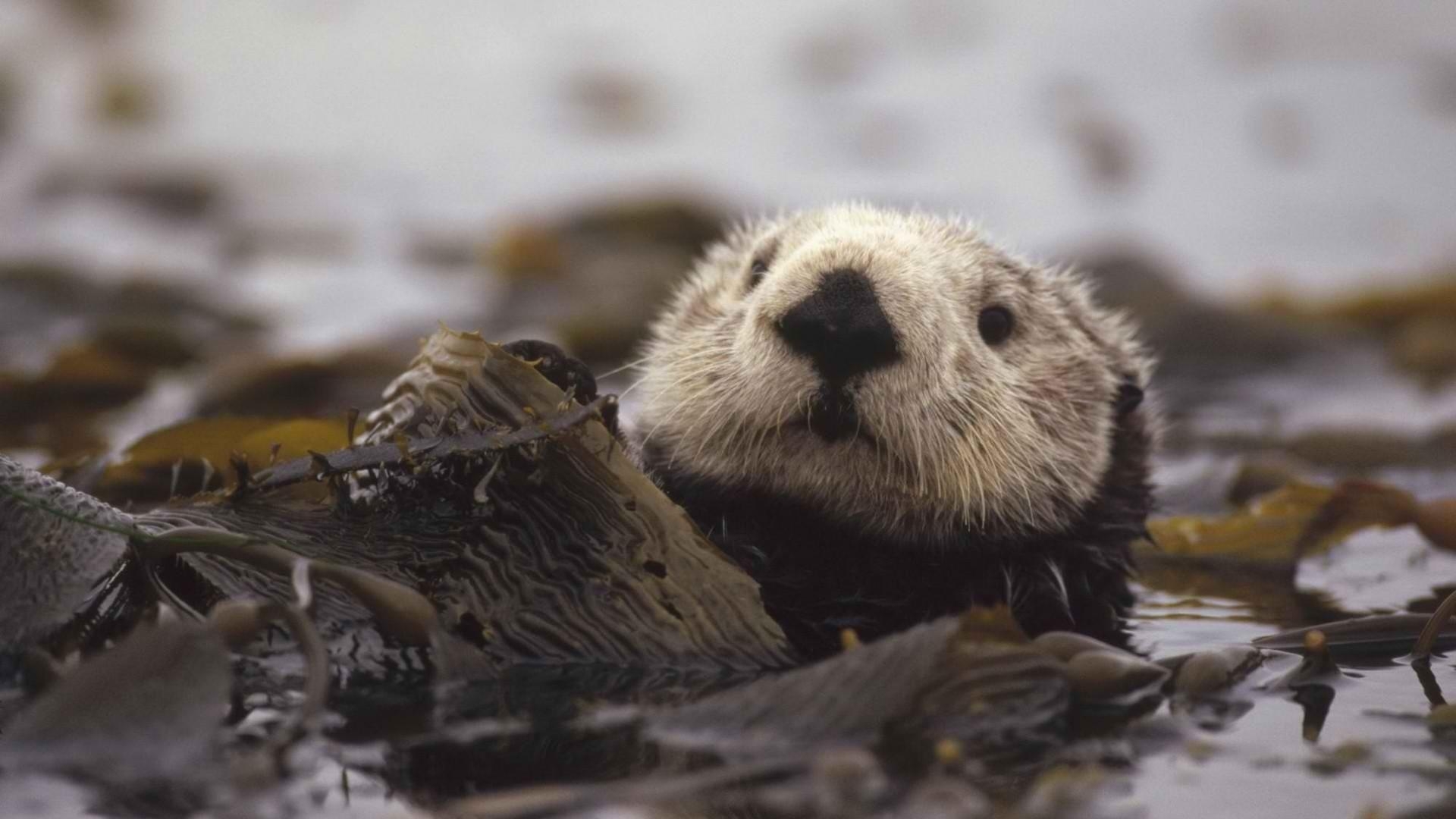 1920x1080 Beaver Wallpaper, Desktop