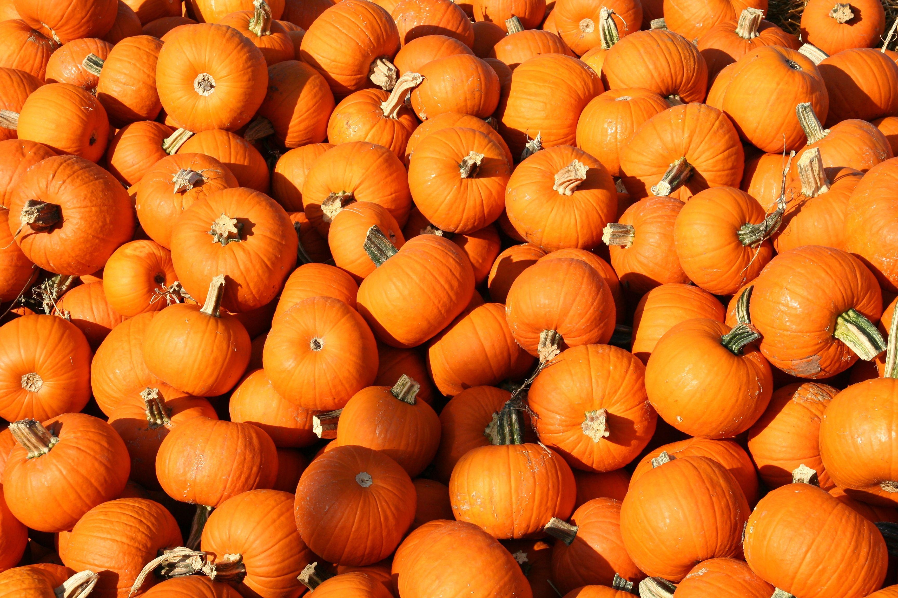 3460x2310 Pumpkin Wallpaper HD, Desktop