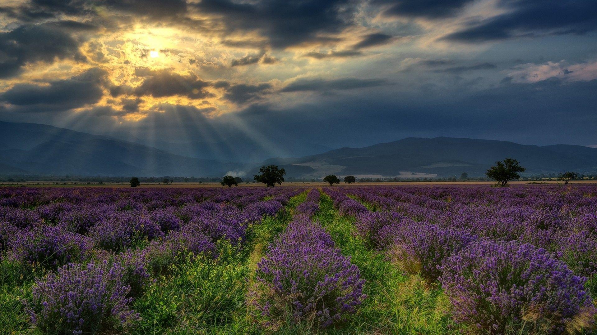 1920x1080 nature, Landscape, Hill, Bulgaria, Field, Lavender, Flowers, Trees, Desktop