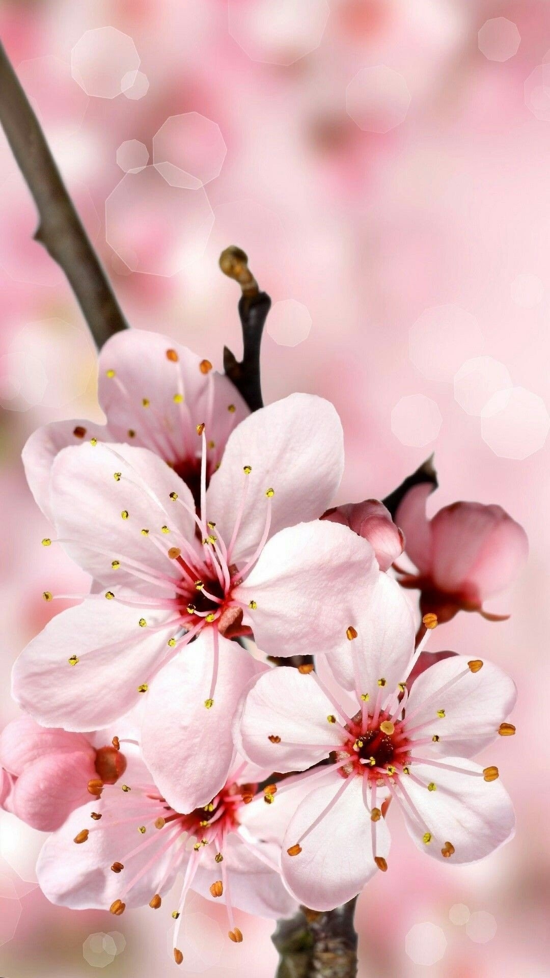 1080x1920 Cherry Blossom iPhone Wallpaper, Phone