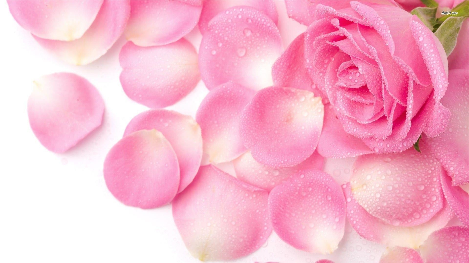 1920x1080 HD Wallpaper 1080p Pink Rose Petals Wallpaper OS, Desktop