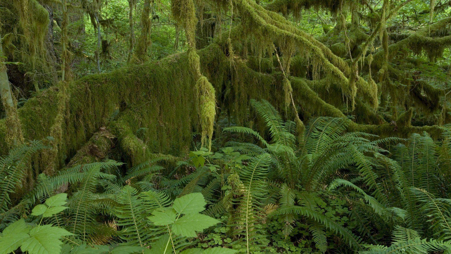 1920x1080 Olympic National Forest, Desktop