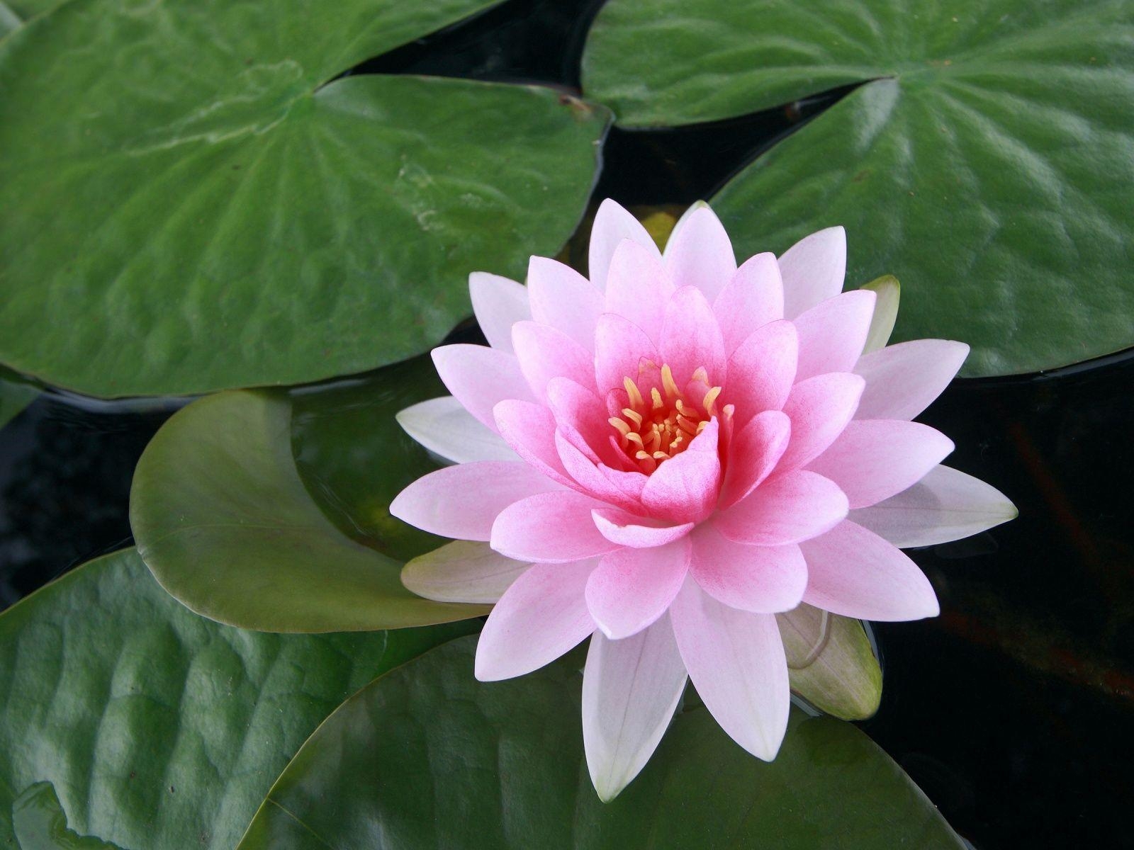 1600x1200 Lotus flowers wallpaperx1200, Desktop