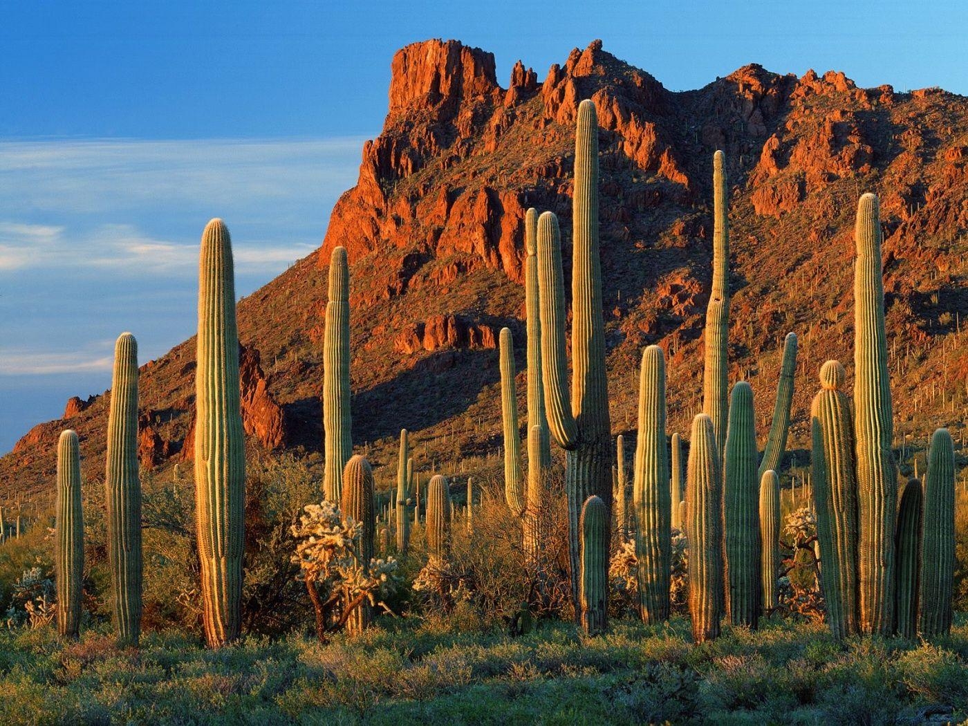 1400x1050 px Saguaro Cactus (787.99 KB).08.2015, Desktop