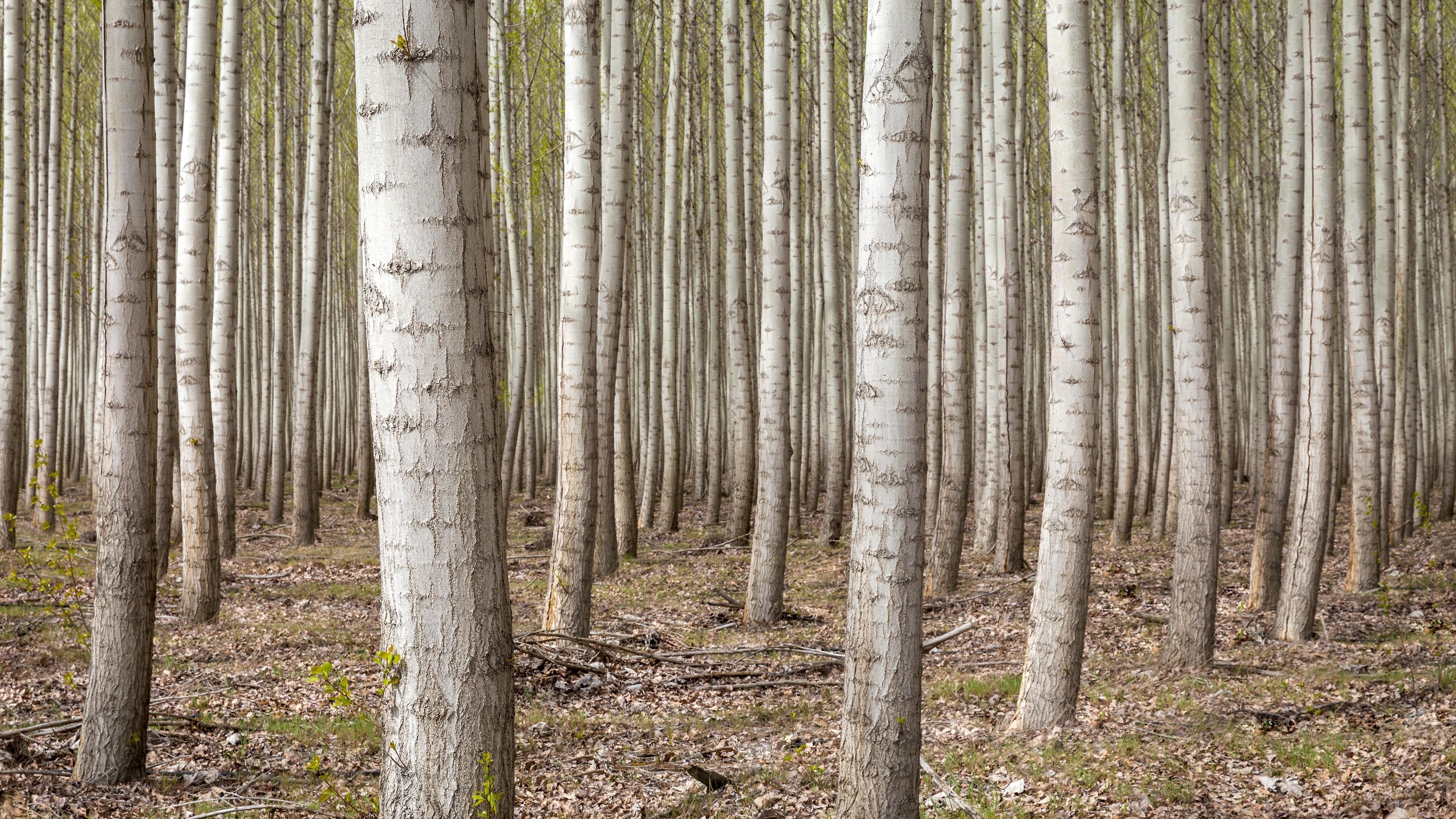 3840x2160 Dense Forest Trees 4K Ultra HD Desktop Wallpaper, Desktop