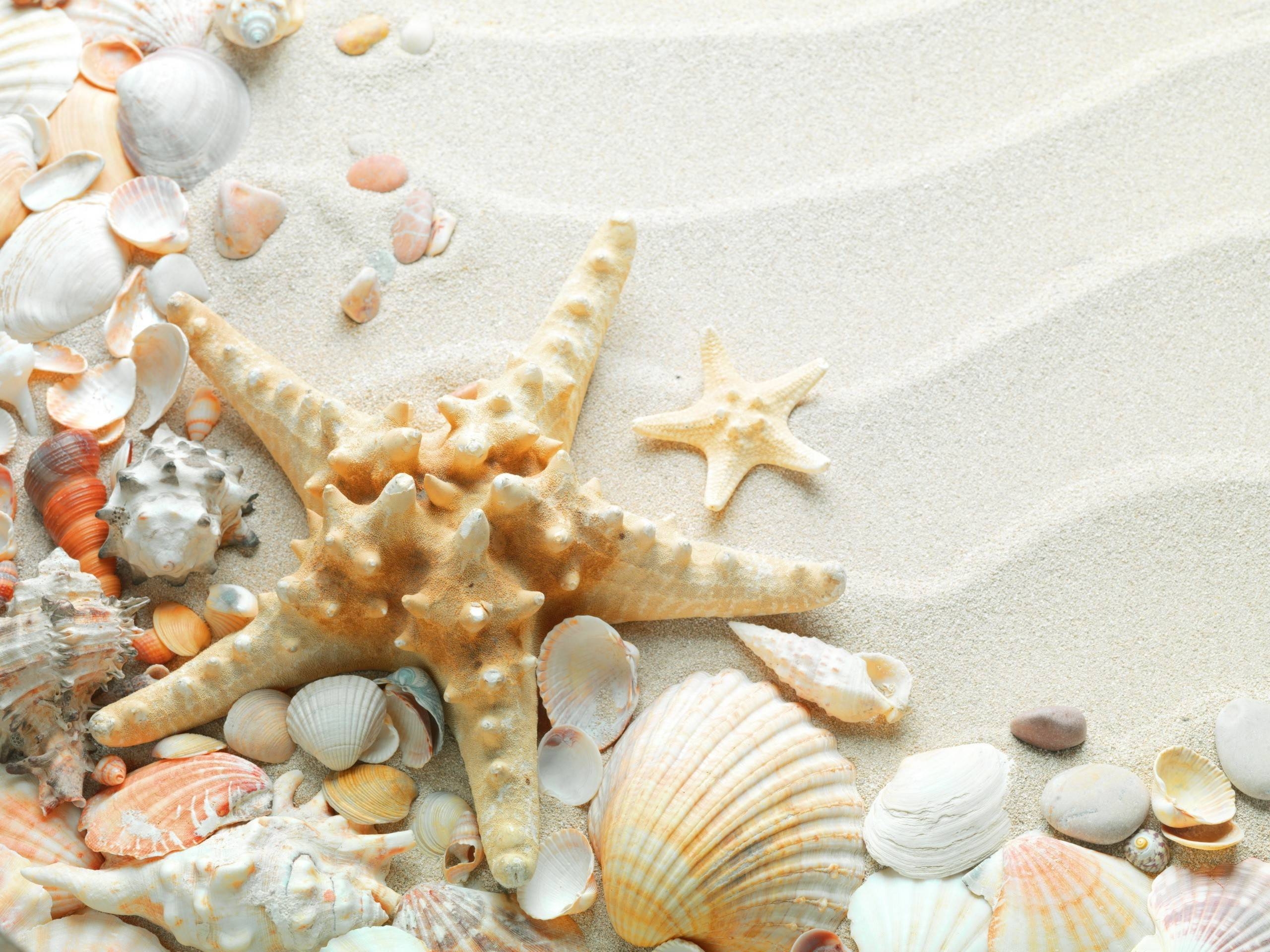 2560x1920 Sand Starfish Seashells White Sand. HD Background Wallpaper, Desktop