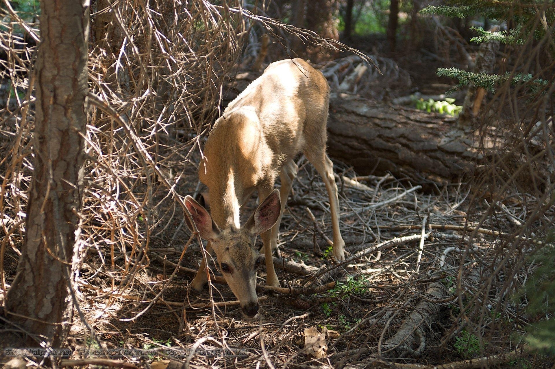 1920x1280 Deer in the Forest at Sequoia National Park Desktop Wallpaper, Desktop