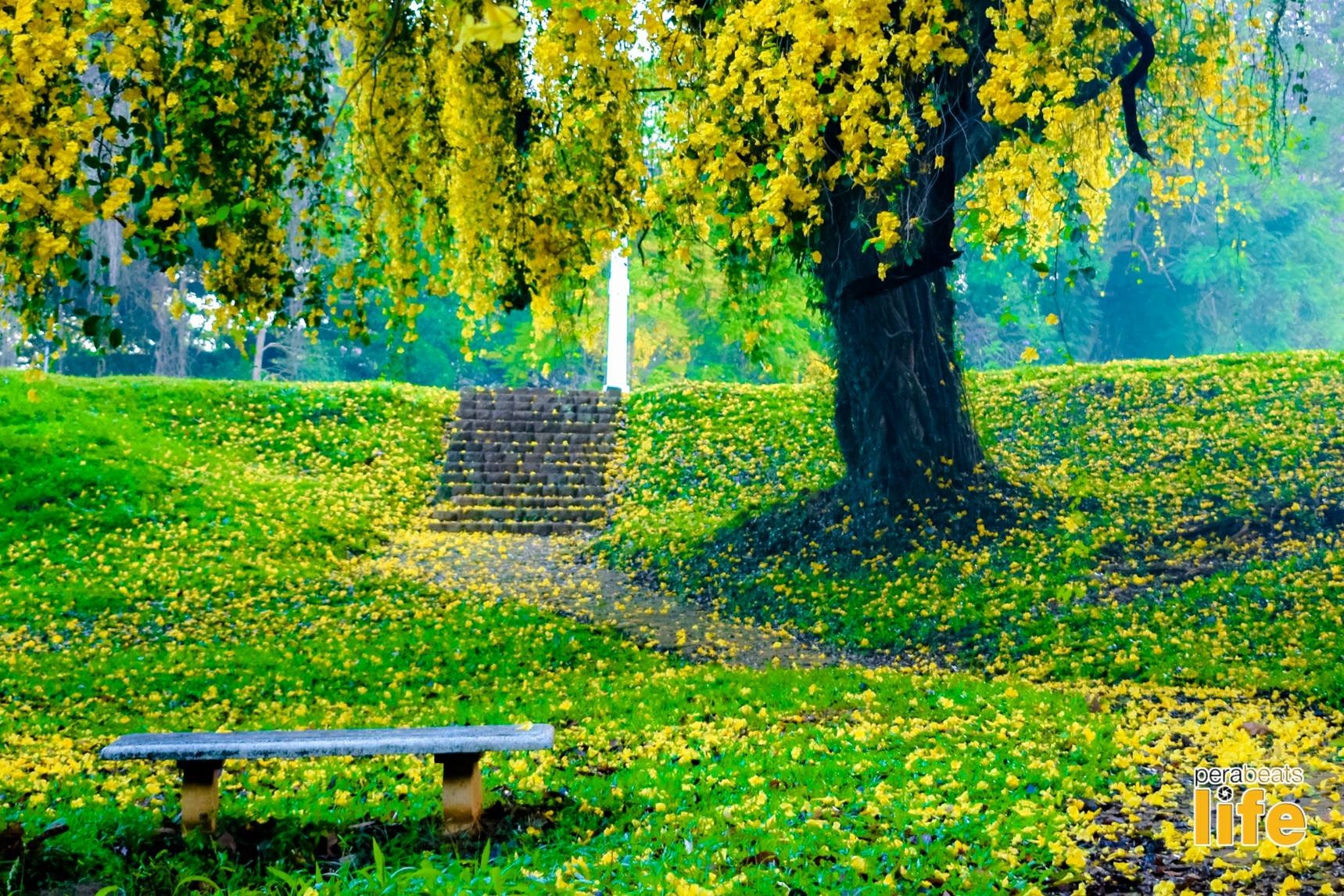 1720x1150 University of Peradeniya: A treasure trove of wisdom, magnificence and bliss, Desktop