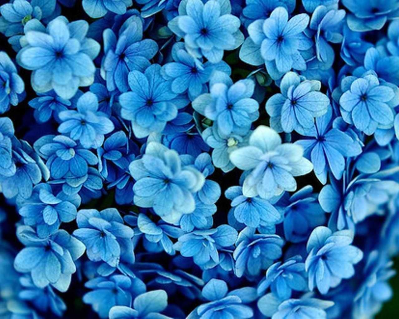 1280x1030 Best Of Blue Flower Background HD Photo And Description. Blue flower wallpaper, Blue flower picture, Blue flowers background, Desktop