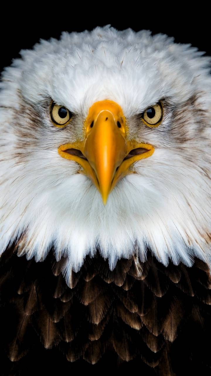 720x1280 Download 4k Eagle HD Wallpaper and Background, Phone