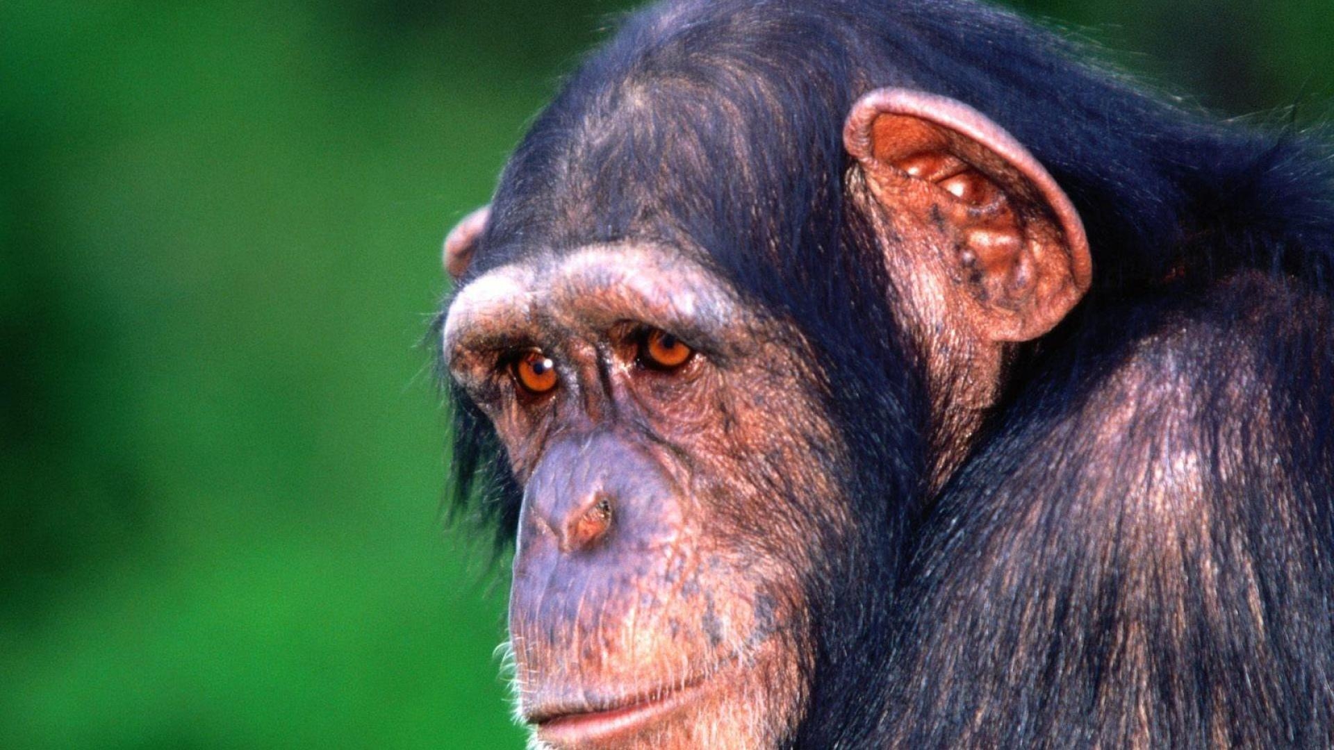 1920x1080 Sad monkey chimpanzee wallpaper and image, picture, Desktop