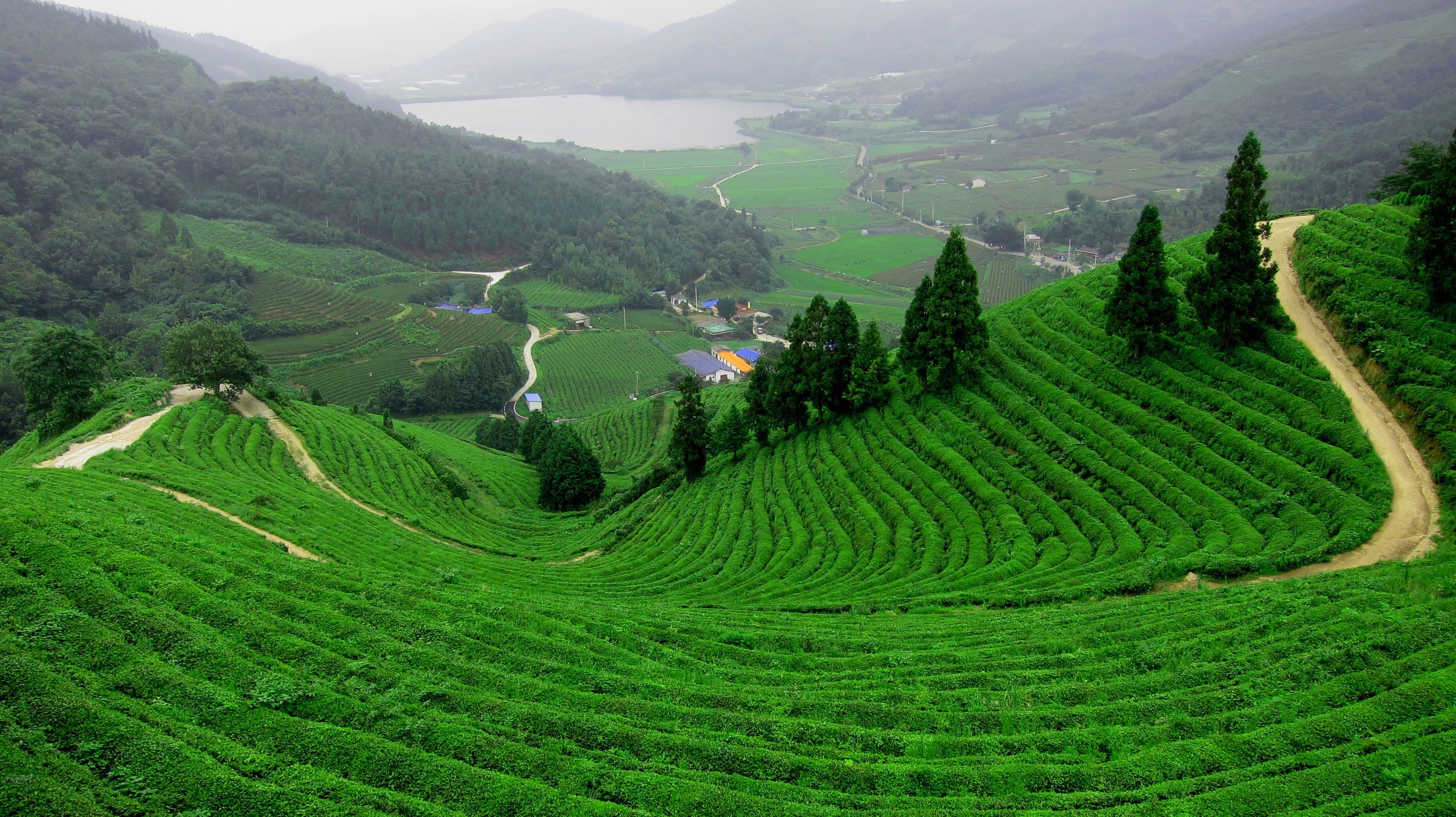 3650x2050 Boseong green tea field. Dream. Field wallpaper, Hill station, Desktop