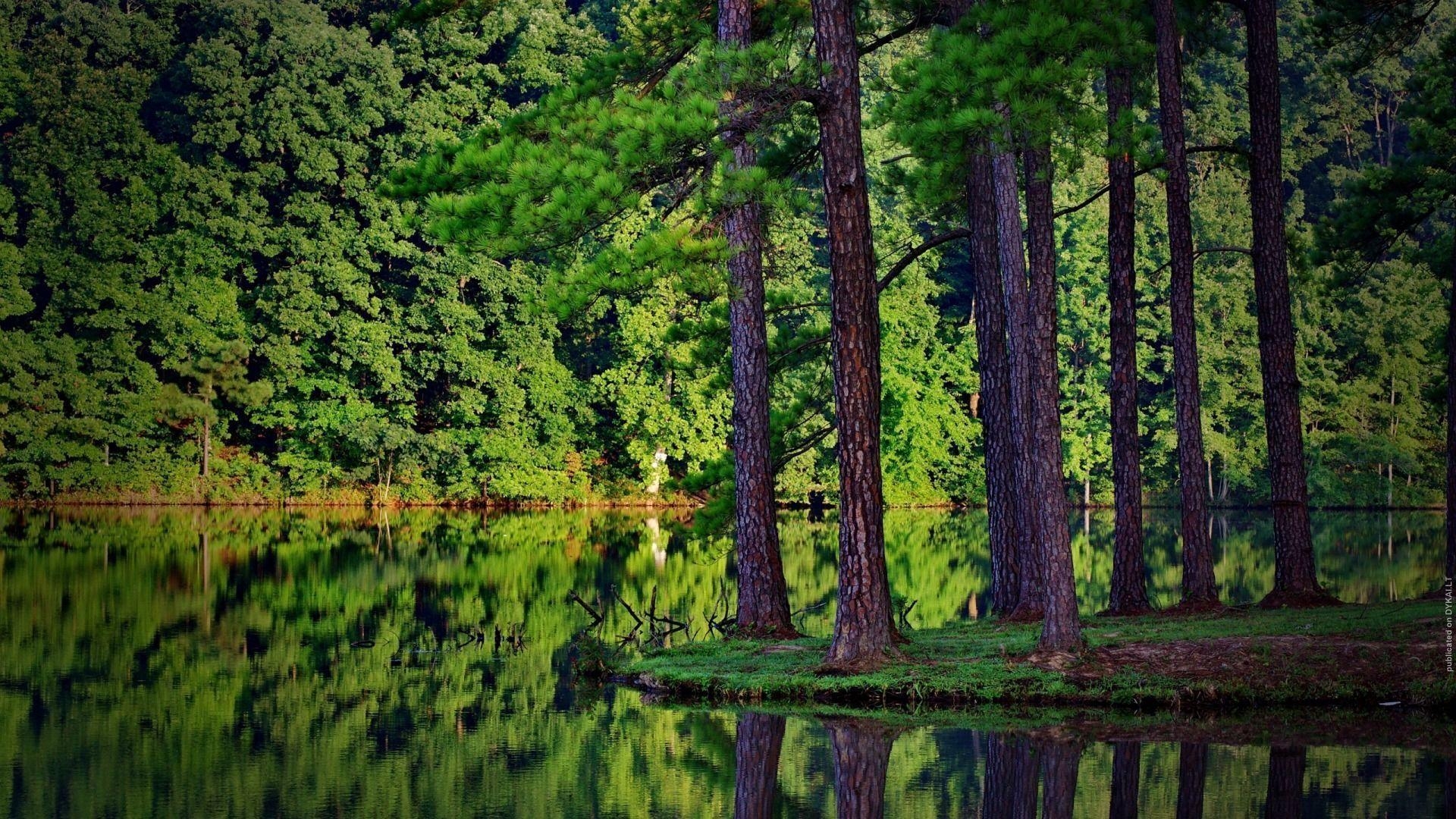 1920x1080 TrEEs, Desktop