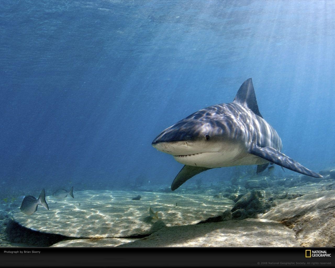 1280x1030 Bull Shark Picture, Bull Shark Desktop Wallpaper, Free Wallpaper, Desktop