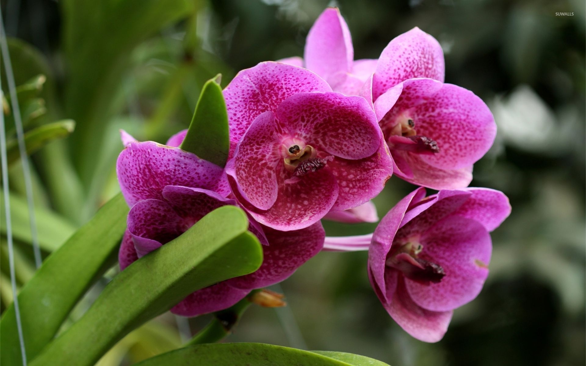 1920x1200 Pink orchids [3] wallpaper wallpaper, Desktop