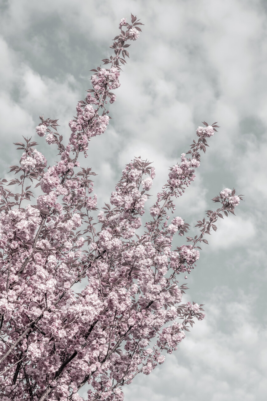 870x1300 Cherry blossoms with sky view Wall, Phone