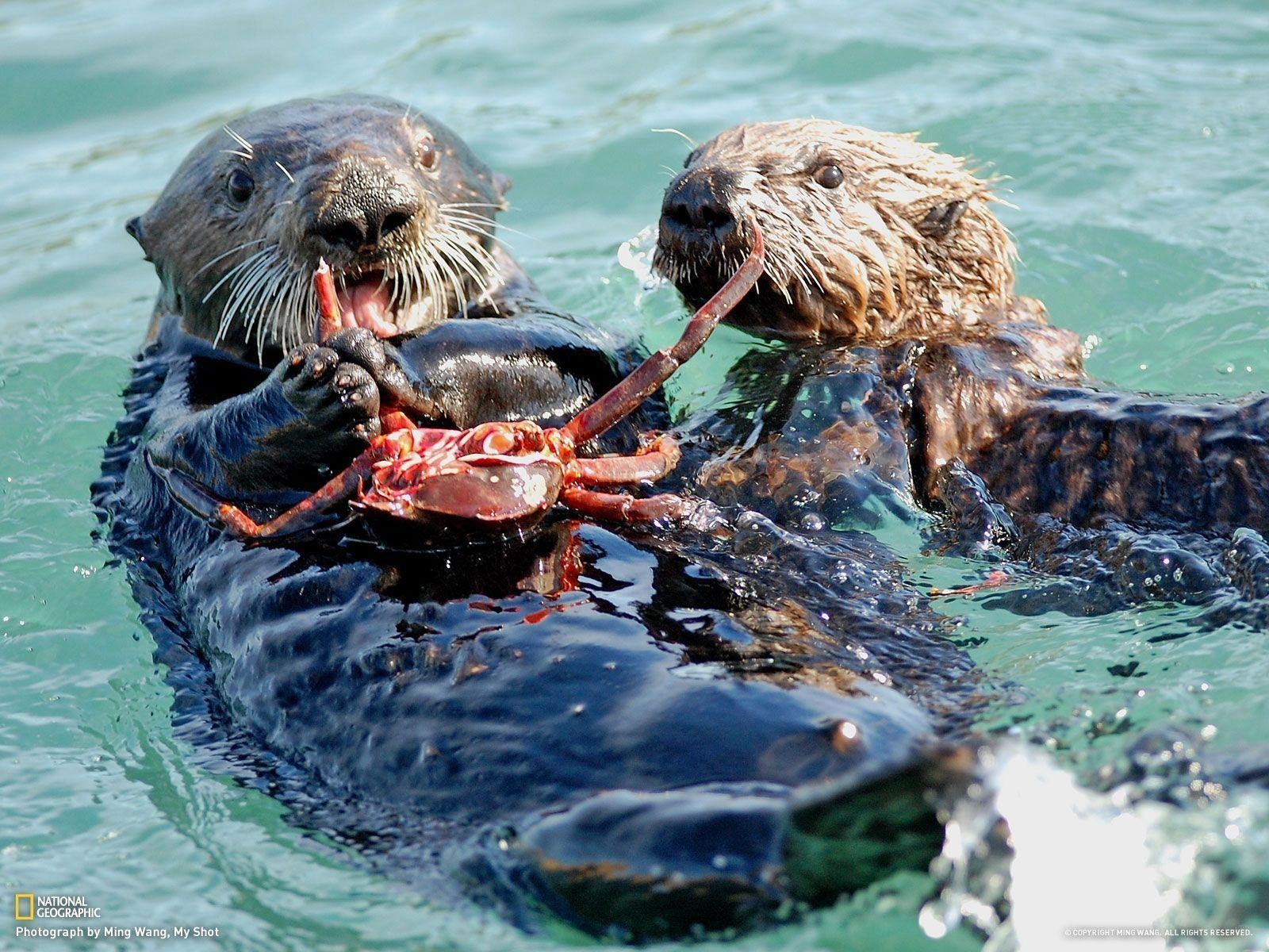 1600x1200 Sea Otters, Desktop