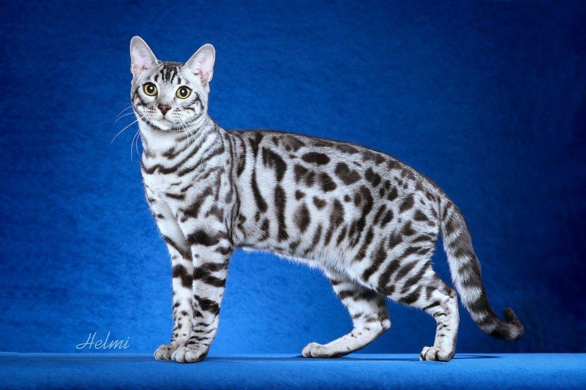 1180x790 Bengal Cats Everywhere Need Your Help the Diabetic Cat, Desktop