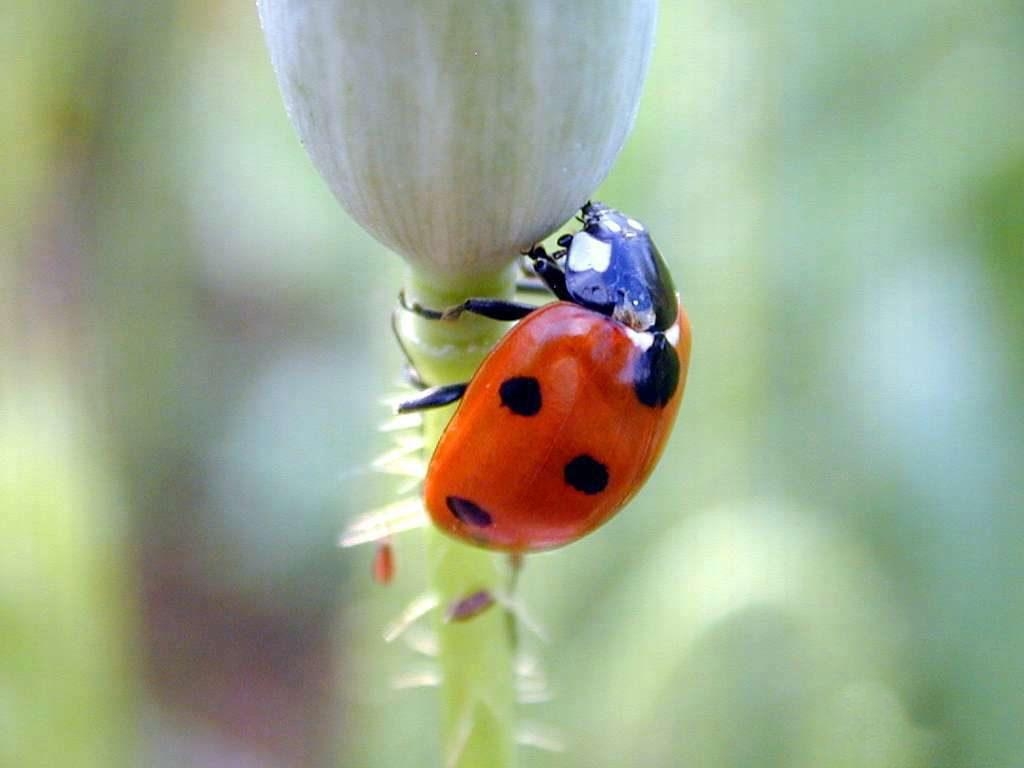 1030x770 Beautiful Ladybird beetle photo, Desktop