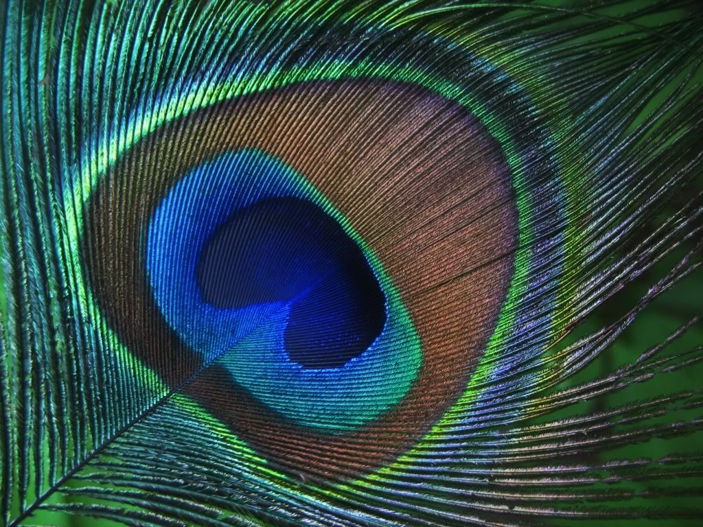 1030x770 Free Peacock Feather, Download Free Clip Art, Free Clip Art, Desktop