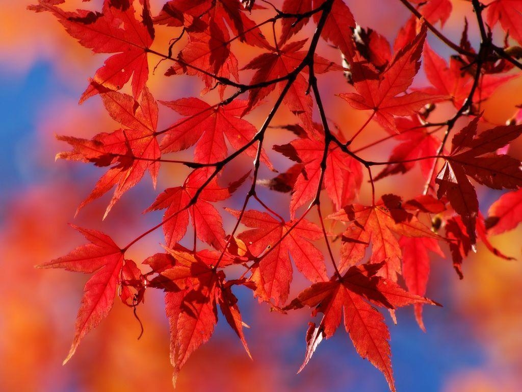 1030x770 Red Leaves Wallpaper and Picture Items, Desktop