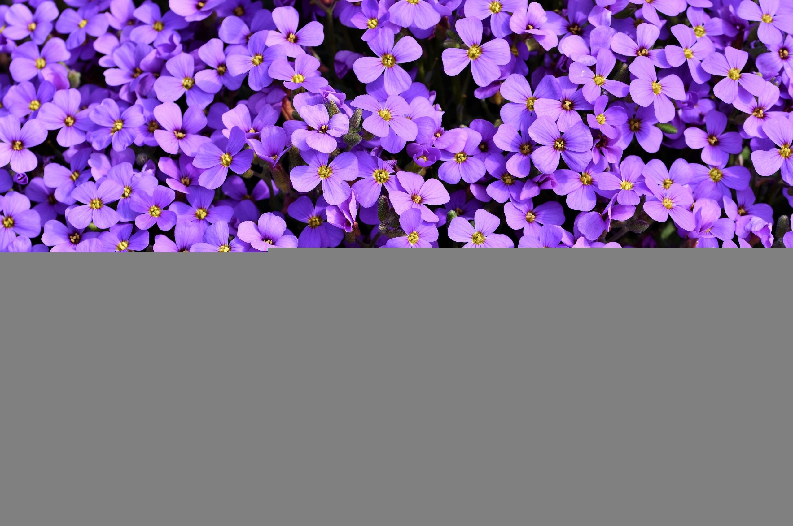 2560x1700 Purple Flower Wallpaper, HD Purple Flower Background on WallpaperBat, Desktop