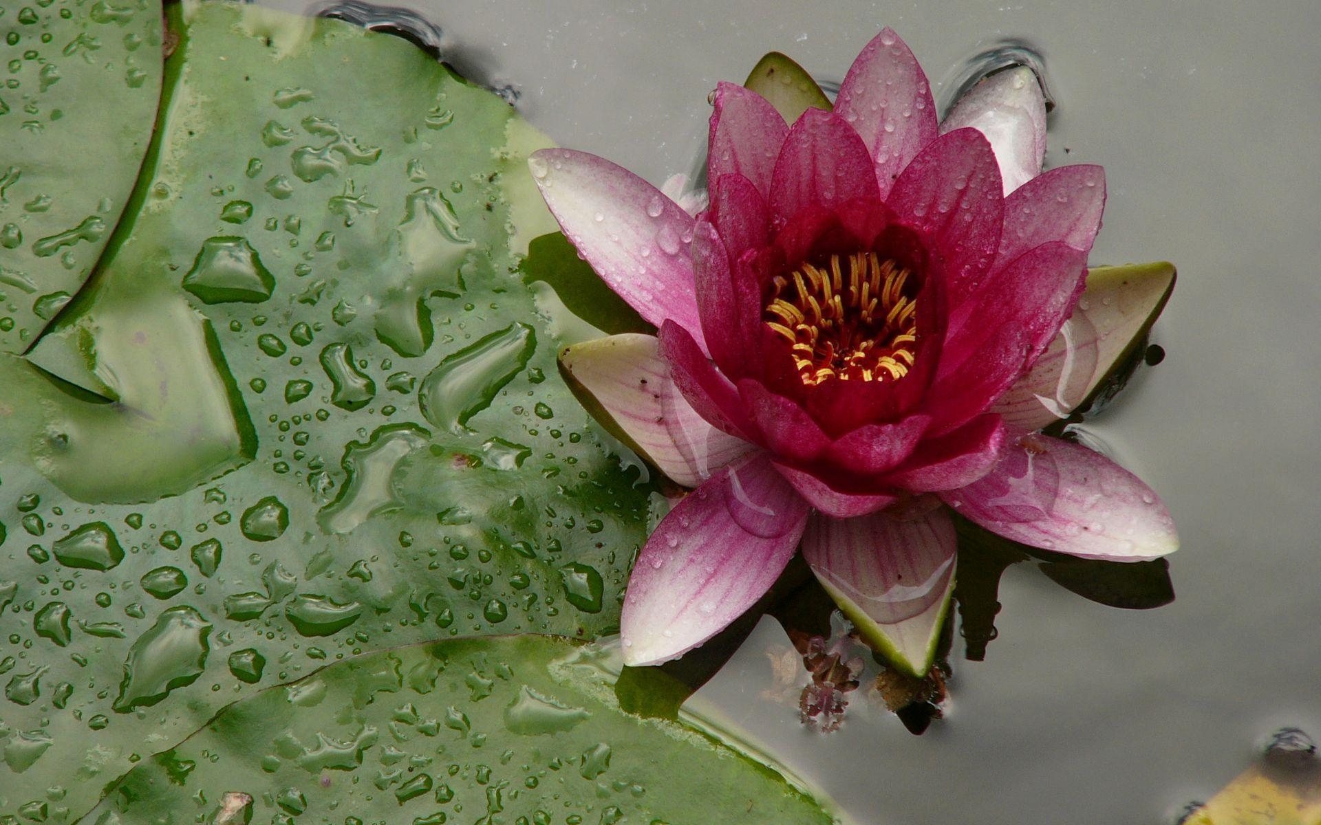 1920x1200 Pink and Yellow Water Lily Wallpaper Pond Blog, Desktop