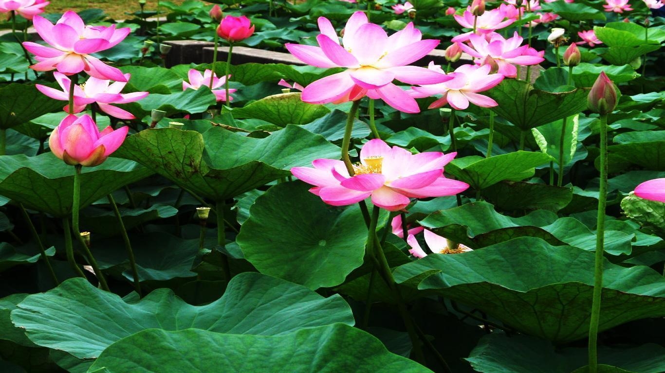 1370x770 image For > Water Lilies Wallpaper, Desktop