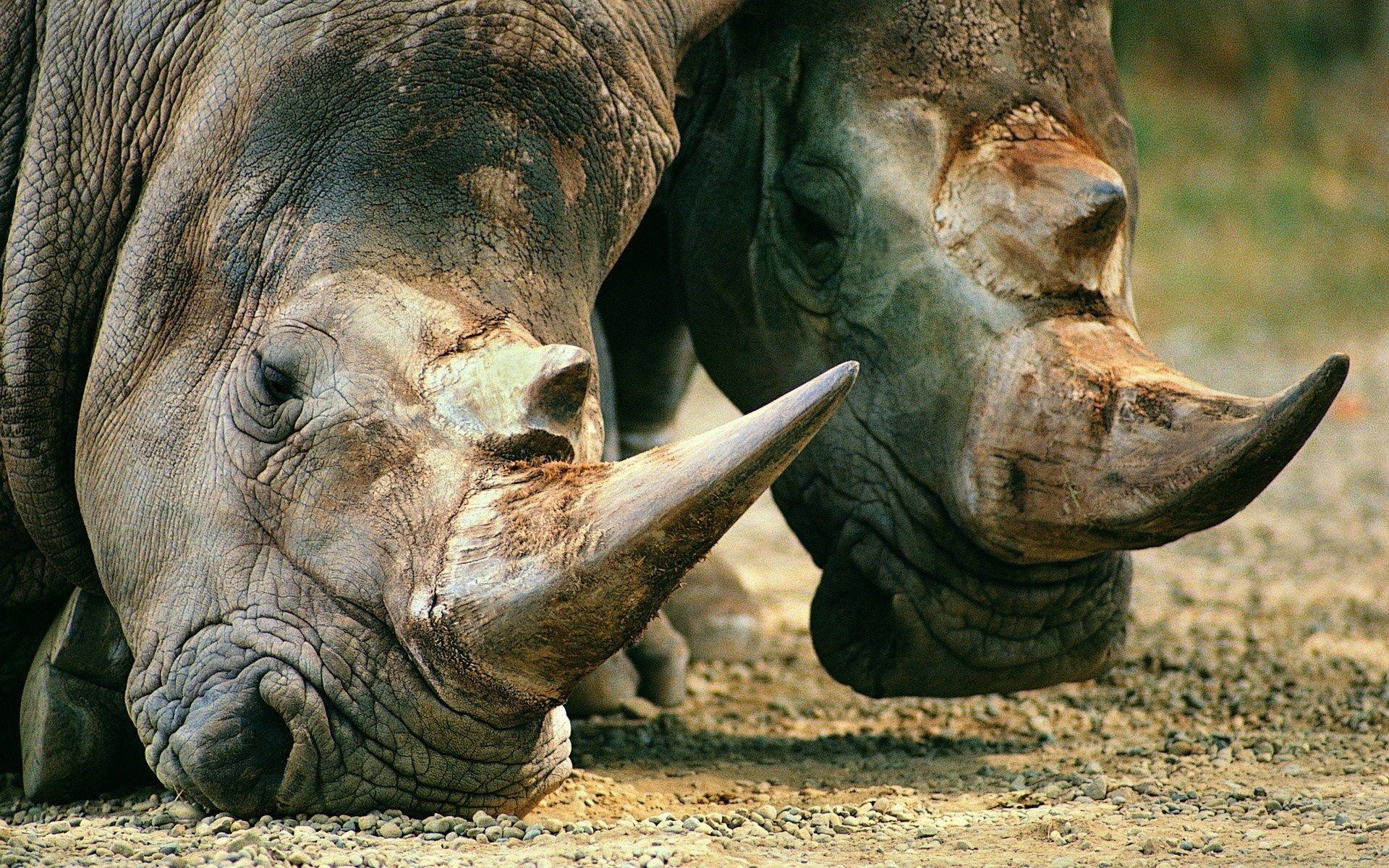 1920x1200 rhinoceros wallpaper Desktop Wallpaperk HD, Desktop