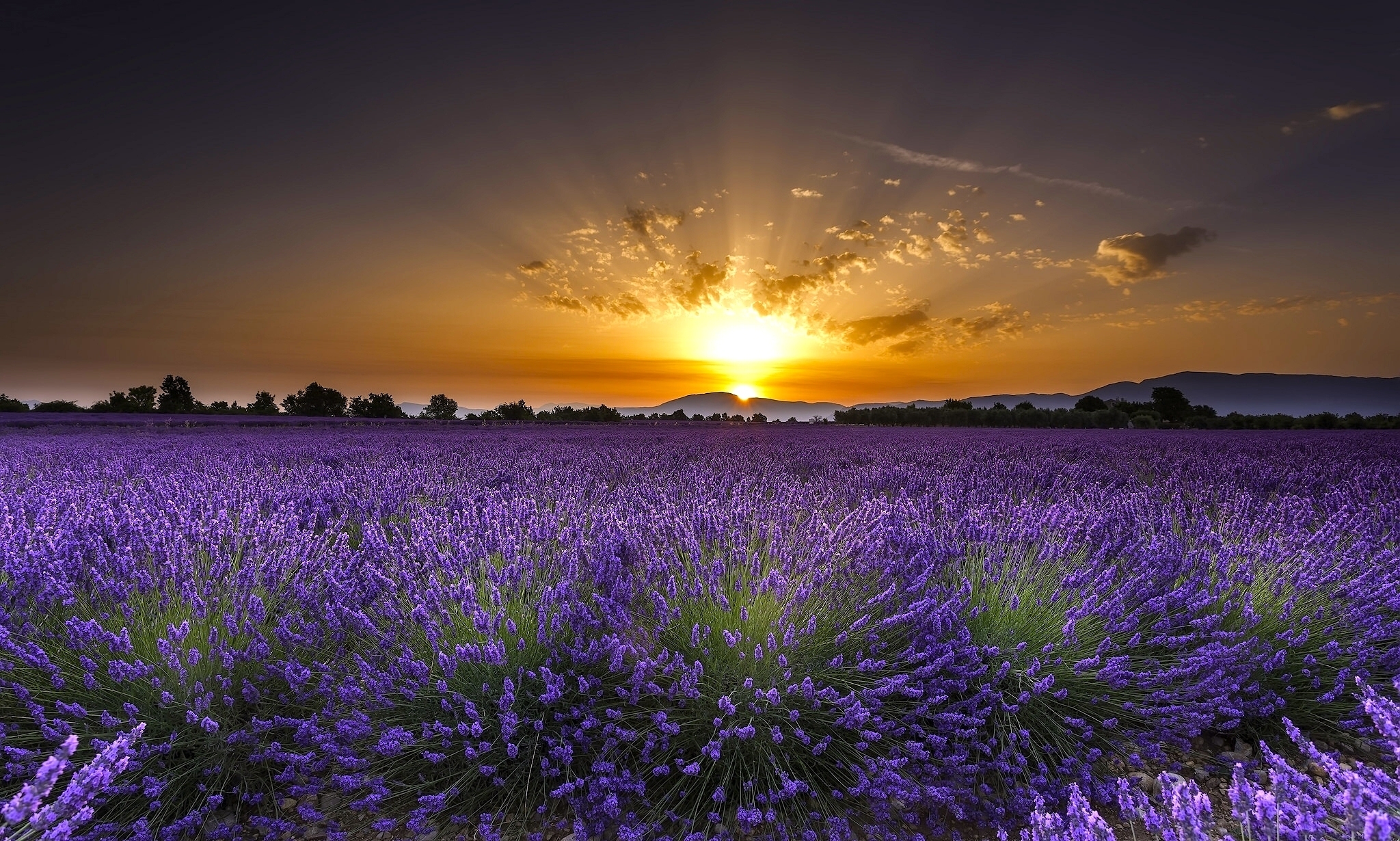 2050x1230 Lavender fields in Guadalajara, Spain Desktop Wallpaper FREE, Desktop