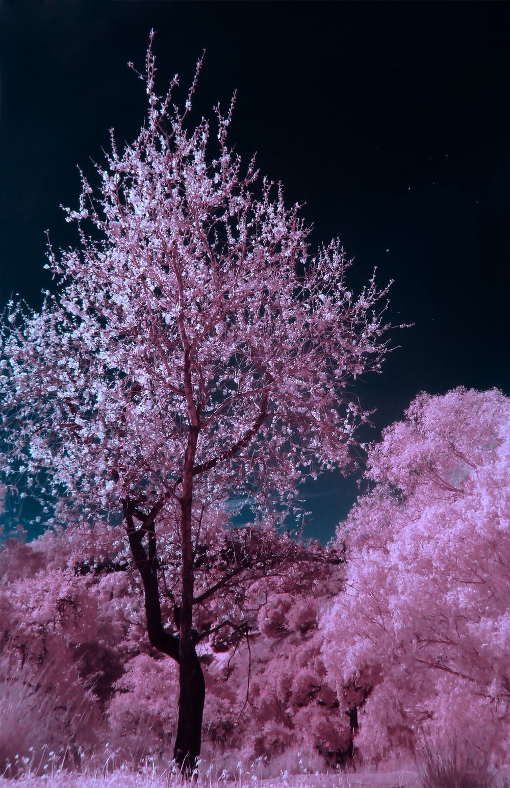 1000x1550 Cherry Blossom Wallpaper: Free HD Download [HQ], Phone