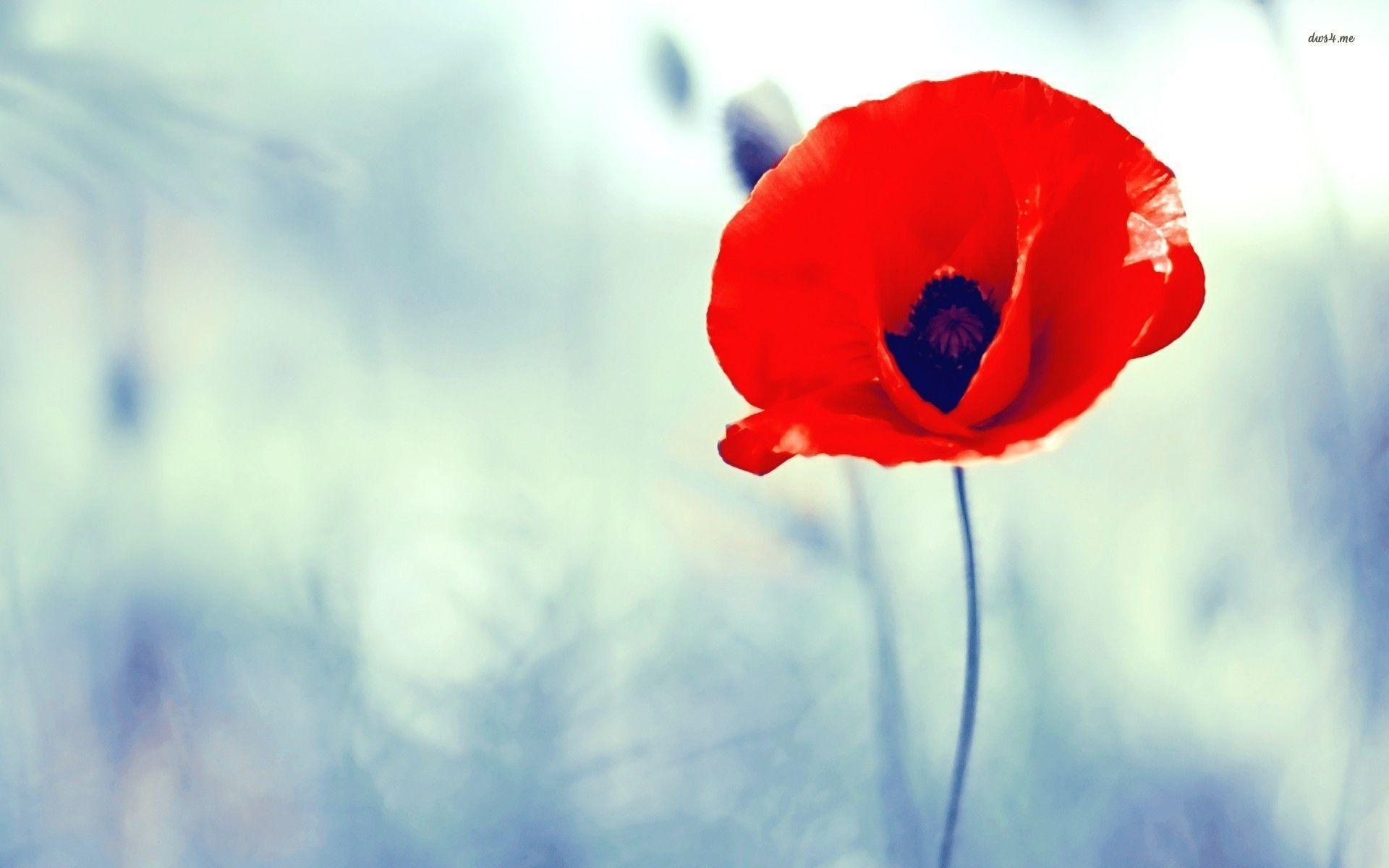 1920x1200 Poppy flower wallpaper wallpaper - #, Desktop