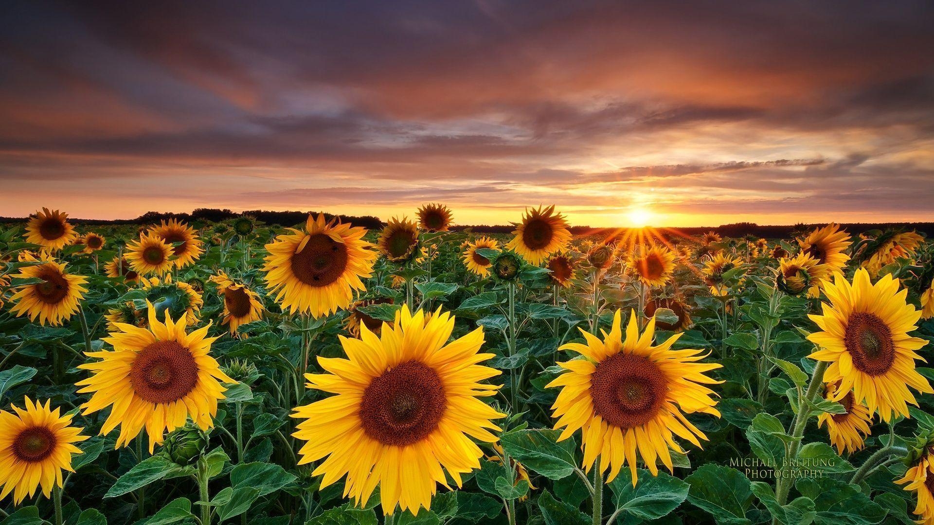 1920x1080 Cool Sunflowers 21 HD Image Wallpaper. HD Image Wallpaper, Desktop