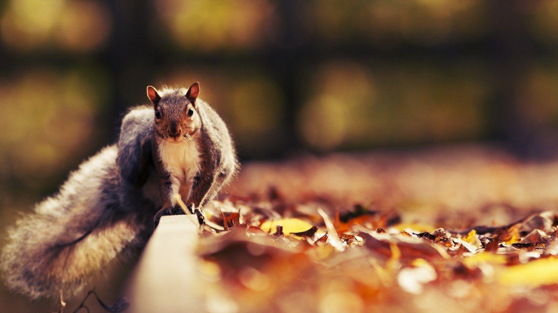 1920x1080 Squirrel Desktop Wallpaper Wallpaper Inn, Desktop