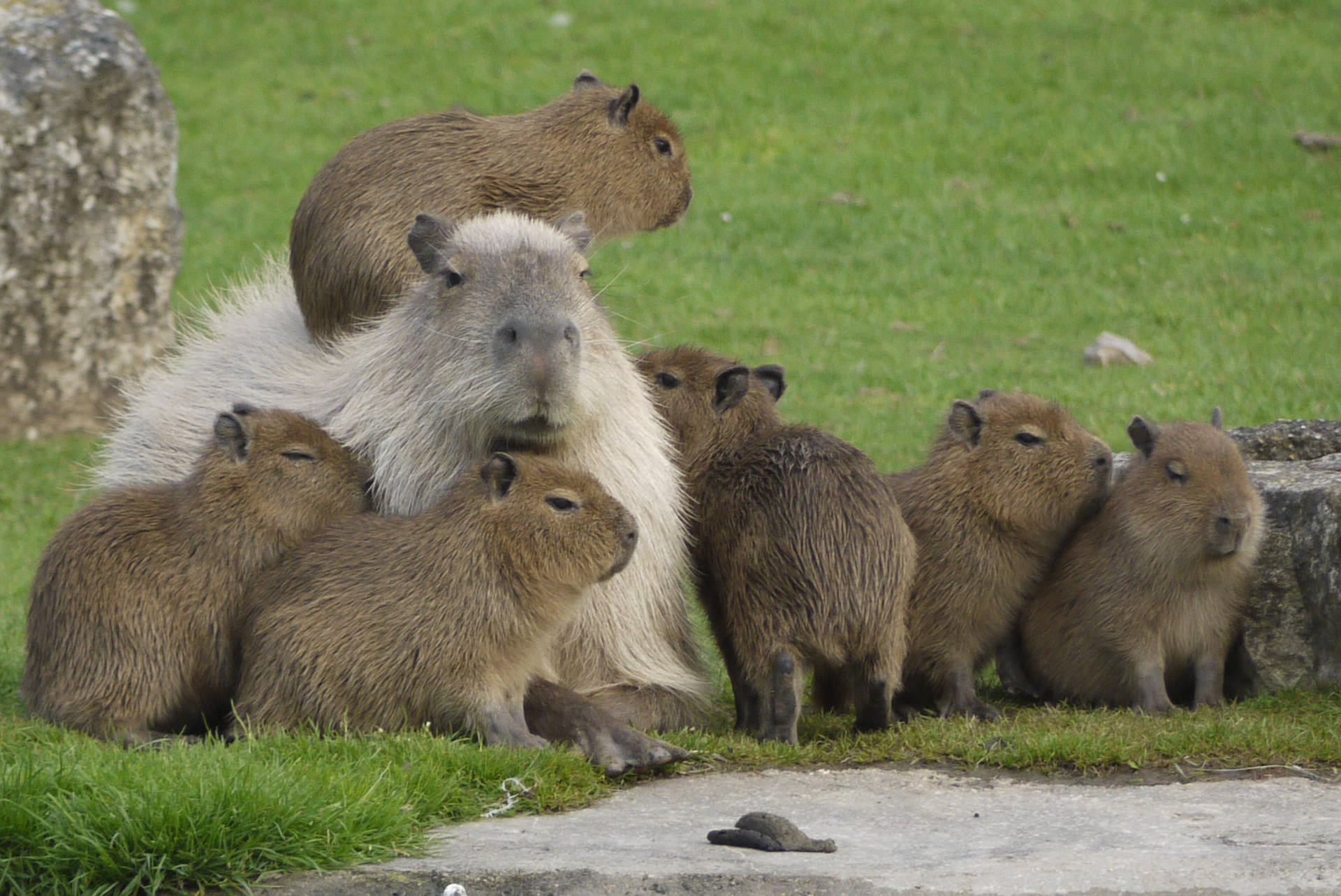 1920x1290 Brown Capybara Wallpaper, Desktop