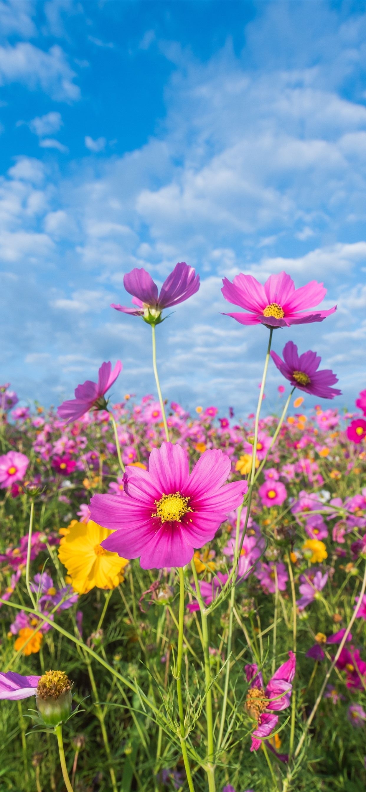 1250x2690 Pink Flowers, Cosmos, Meadow, Summer  IPhone 11 Pro XS, Phone