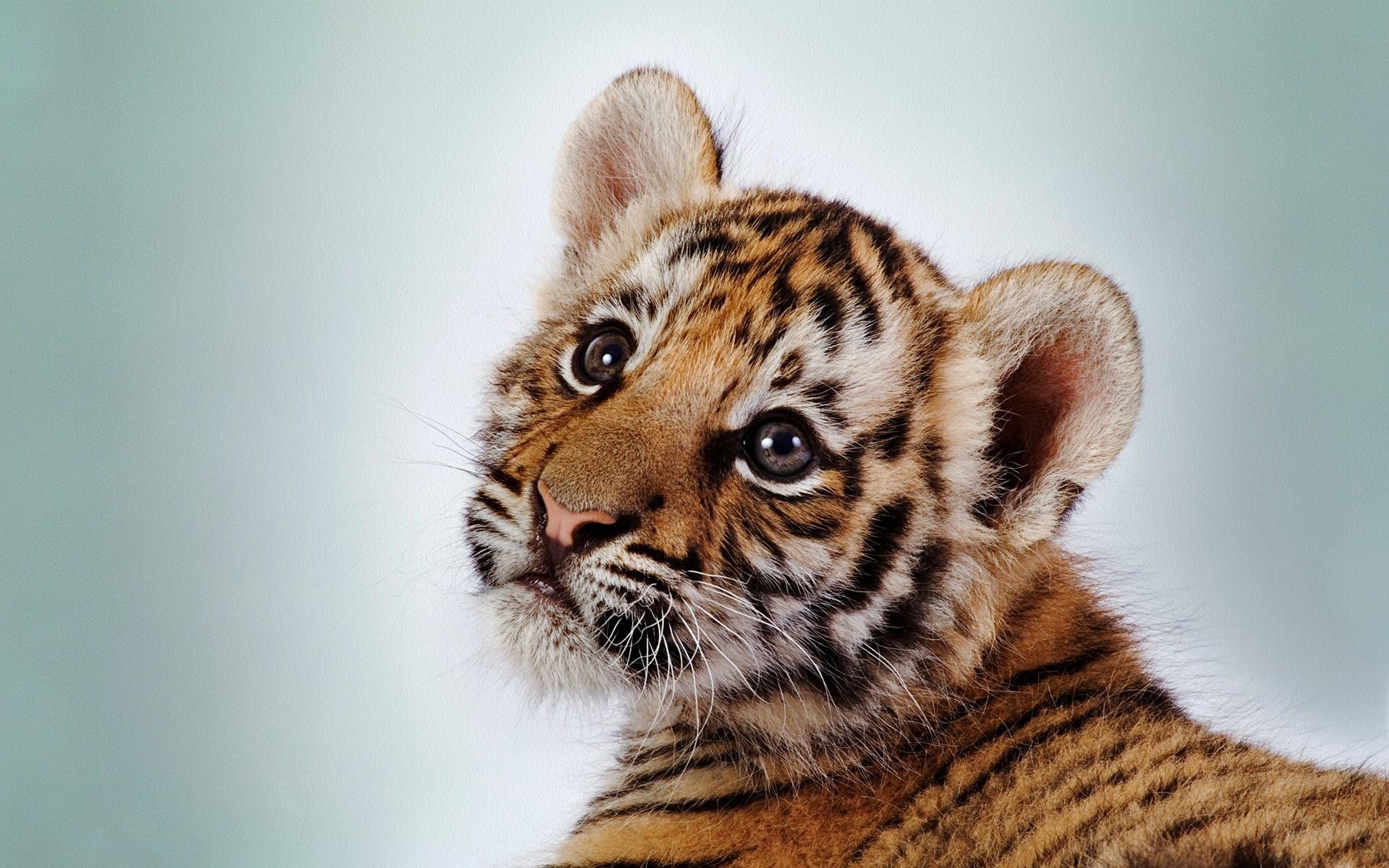 1920x1200 Cute Baby Tiger Wallpaper, Desktop