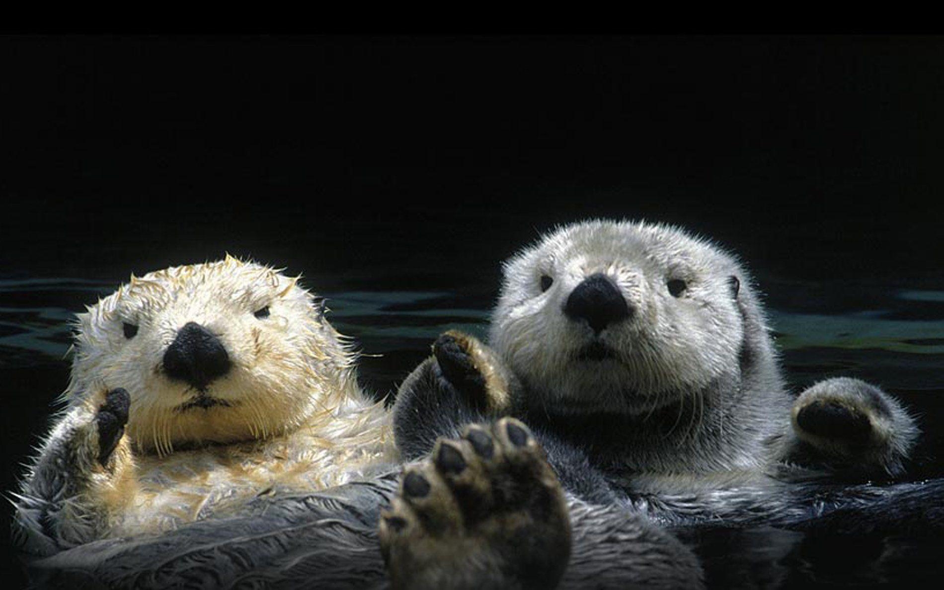 1900x1190 Sea Otter Wallpaper, Desktop