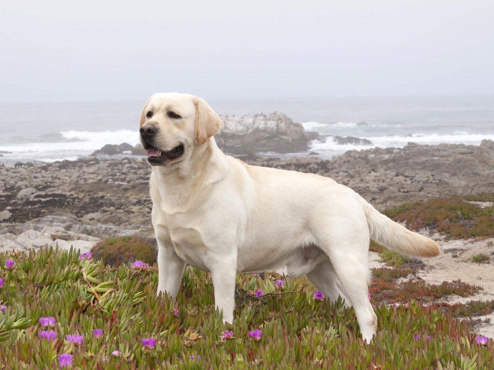 1600x1200 Yellow Labrador Retriever Wallpaper Image & Picture, Desktop